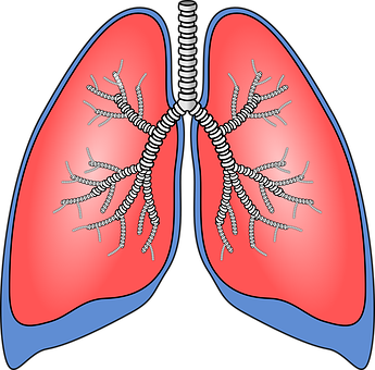 Human Respiratory System Lungs Illustration