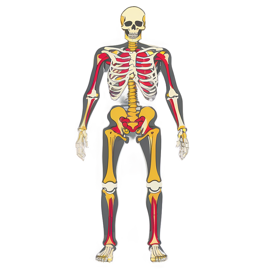 Human Skeletal System Full Body Png Gbc74