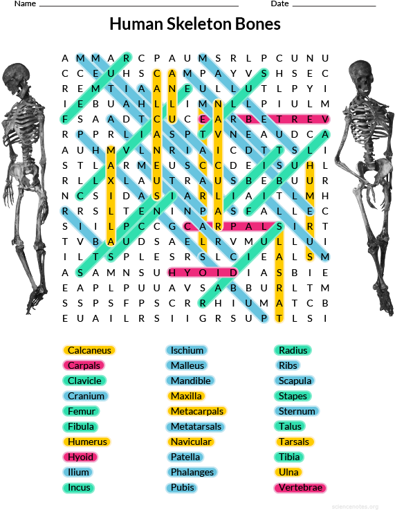 Human Skeleton Bones Word Search Puzzle