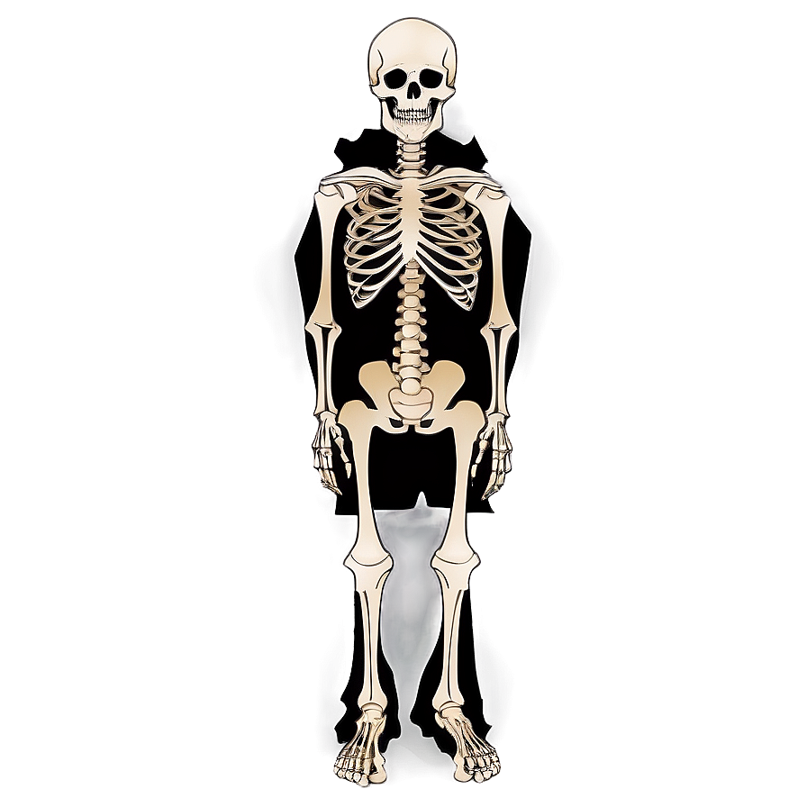 Human Skeleton For Halloween Png Ddh6