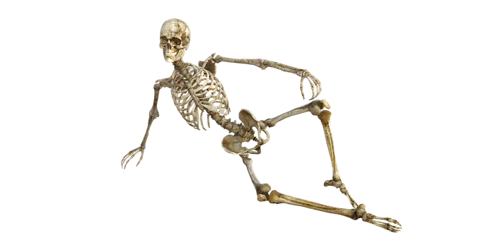 Human Skeleton Reclining Pose