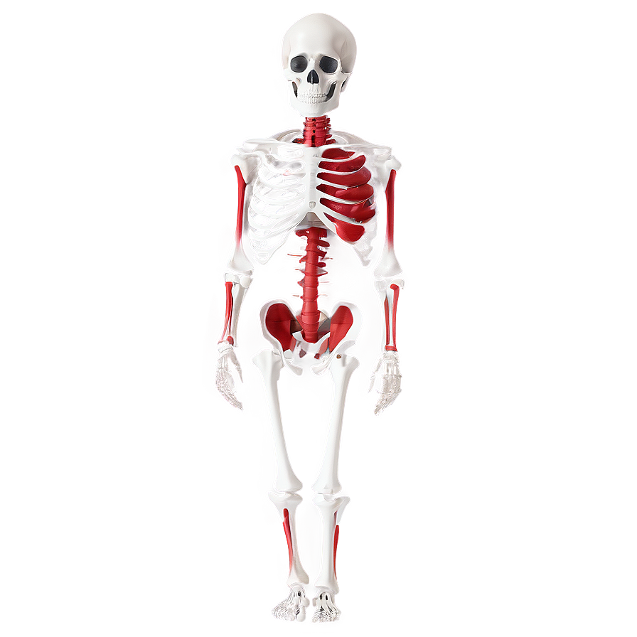 Human Skeleton With Pathologies Png Rbf