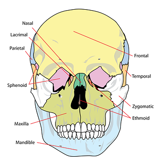 Human Skull Anatomy Labeled