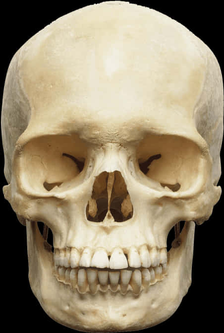 Human Skull Front View