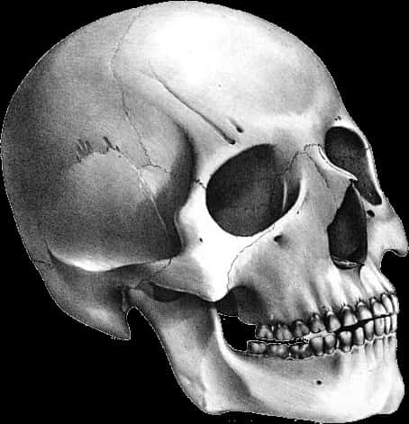 Human Skull Illustration