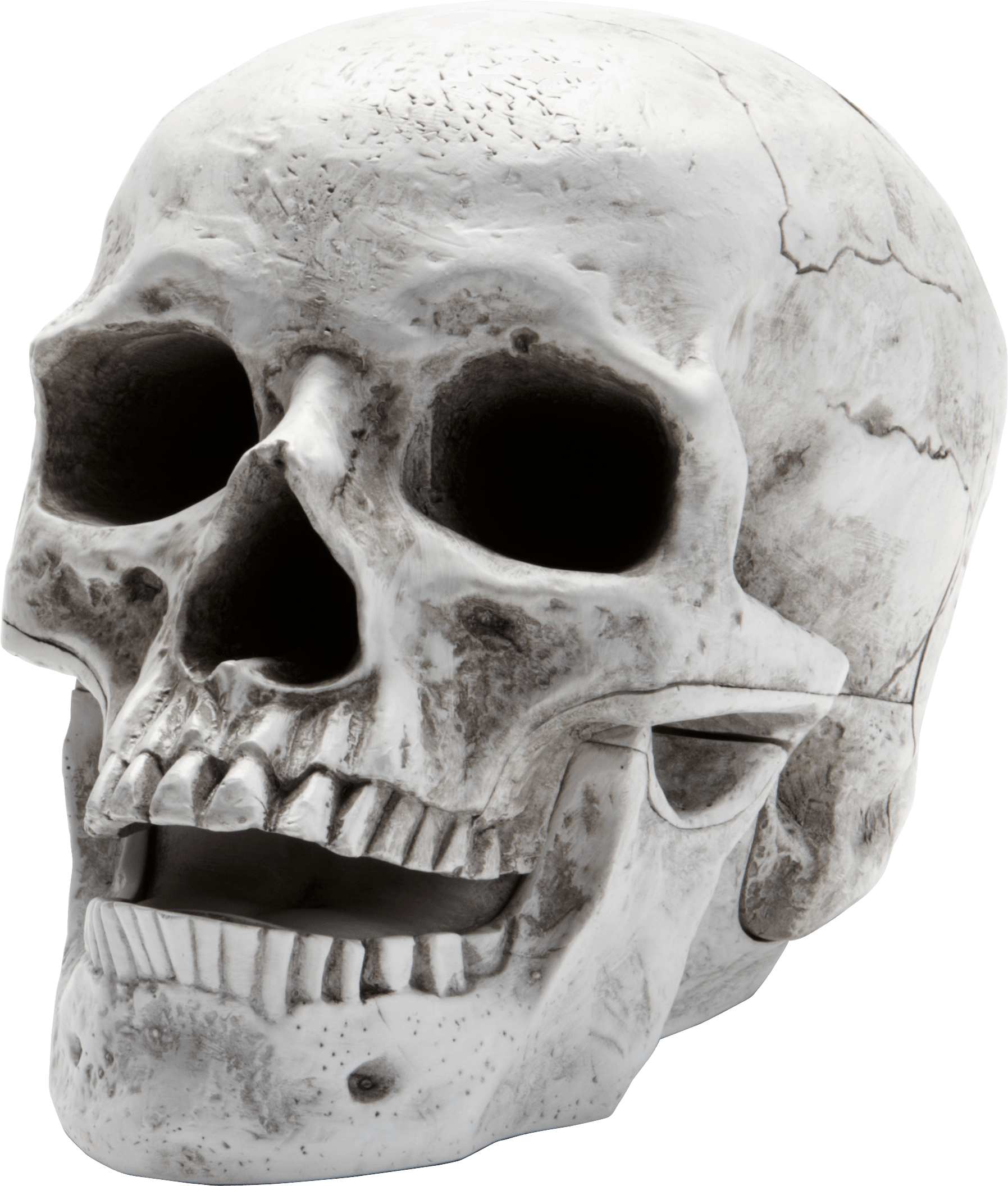 Human Skull Model Side View