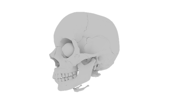 Human Skull Profile View