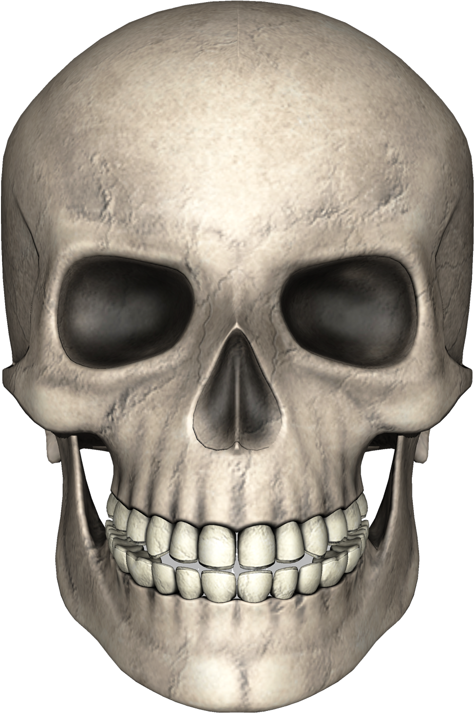 Human_ Skull_ Render_3 D