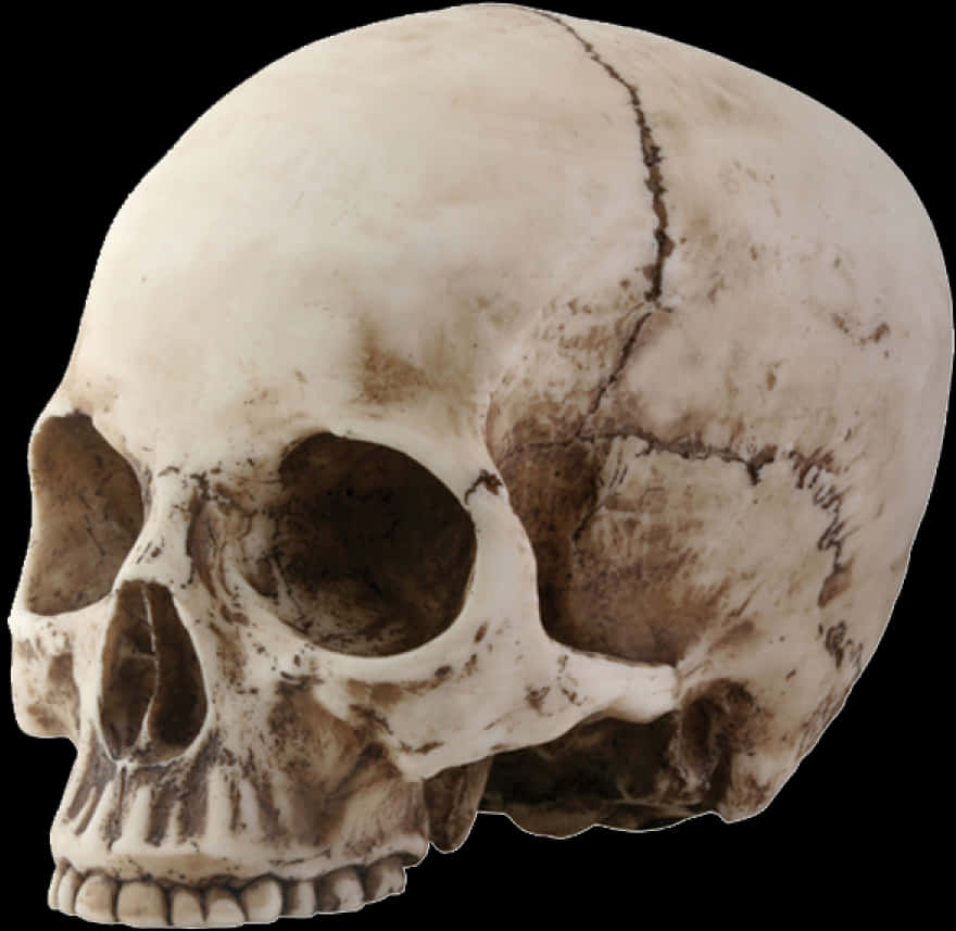 Human Skull Side View