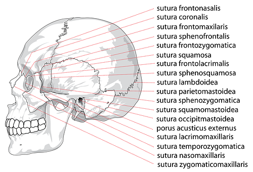 Human Skull Sutures Identification