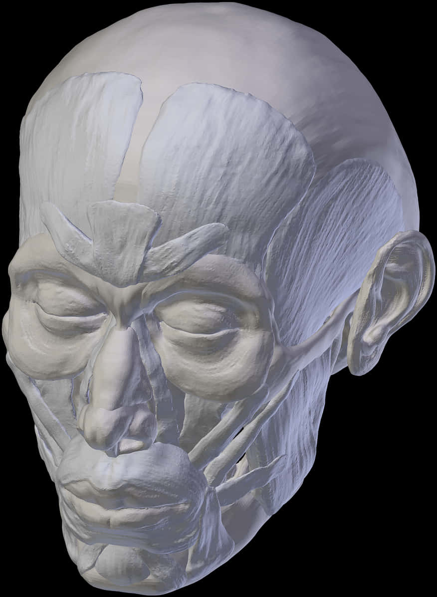 Human Skull3 D Model