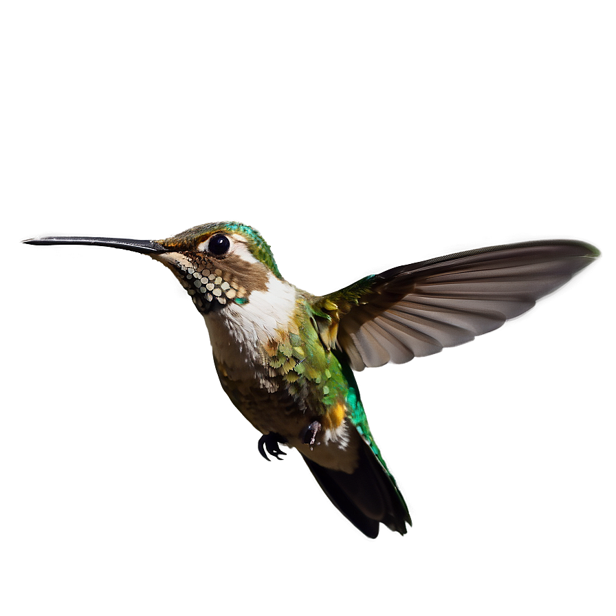 Hummingbird Hovering Png 05212024