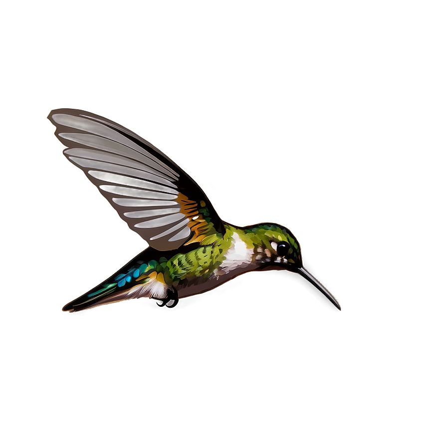 Hummingbird Hovering Png Mub