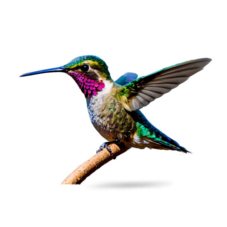 Hummingbird In Paradise Png Rhl47