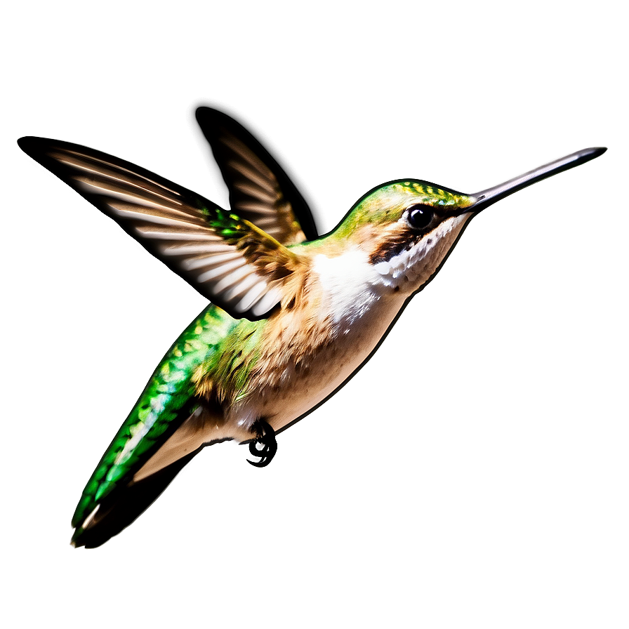 Hummingbird Profile Png 91