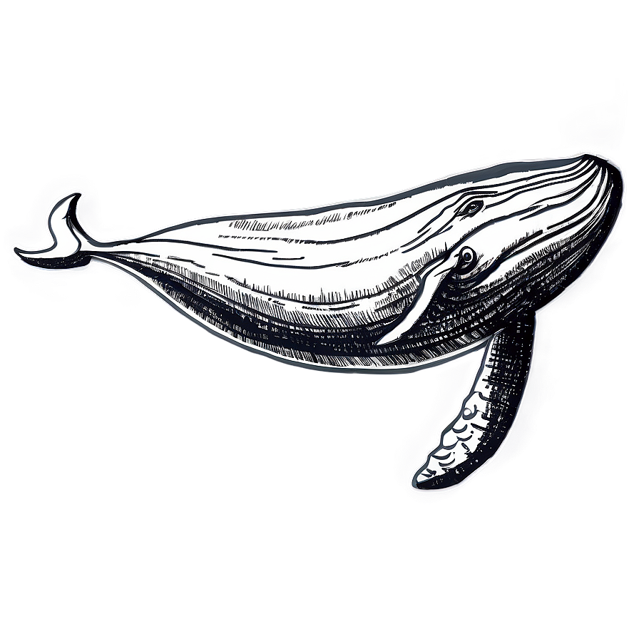 Humpback Whale Ancient Drawing Png Aas