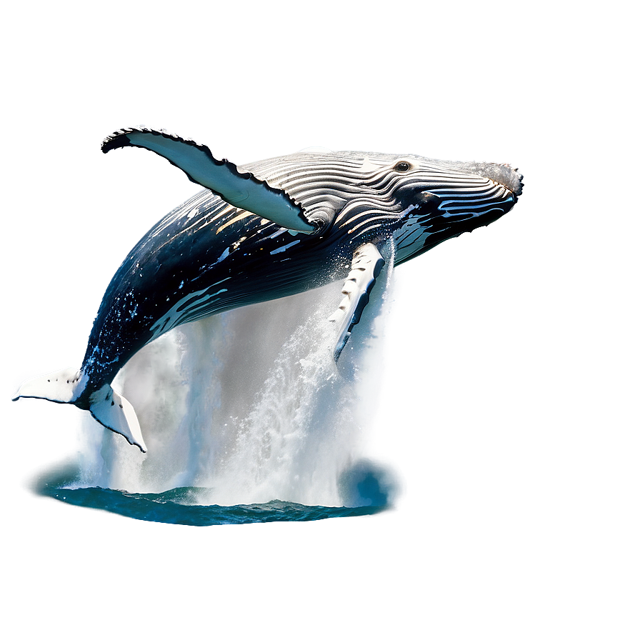 Humpback Whale Breach Sequence Png 53