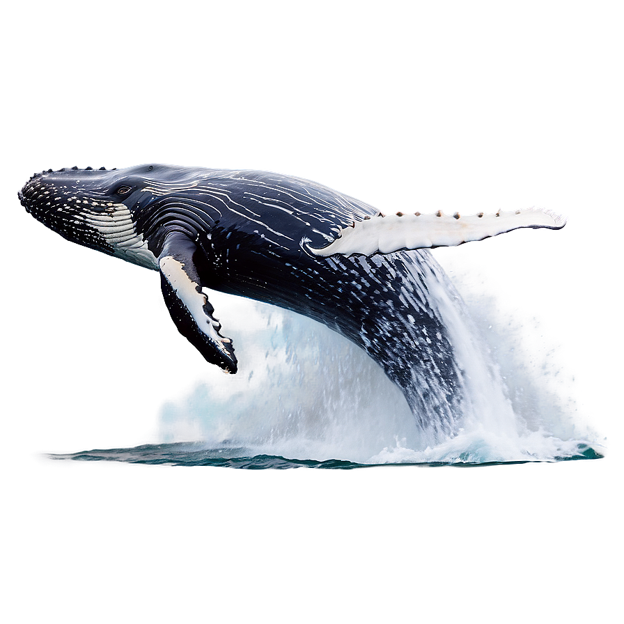 Humpback Whale Breaching Water Png Dlu72