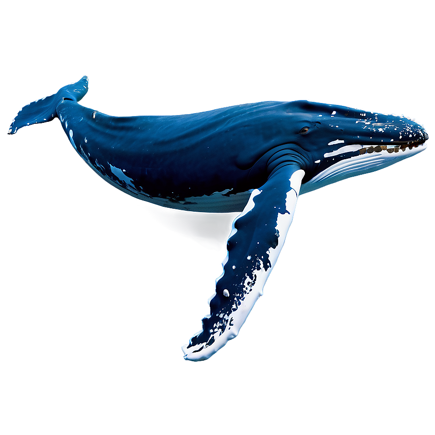 Humpback Whale Gentle Giant Png Fqm37