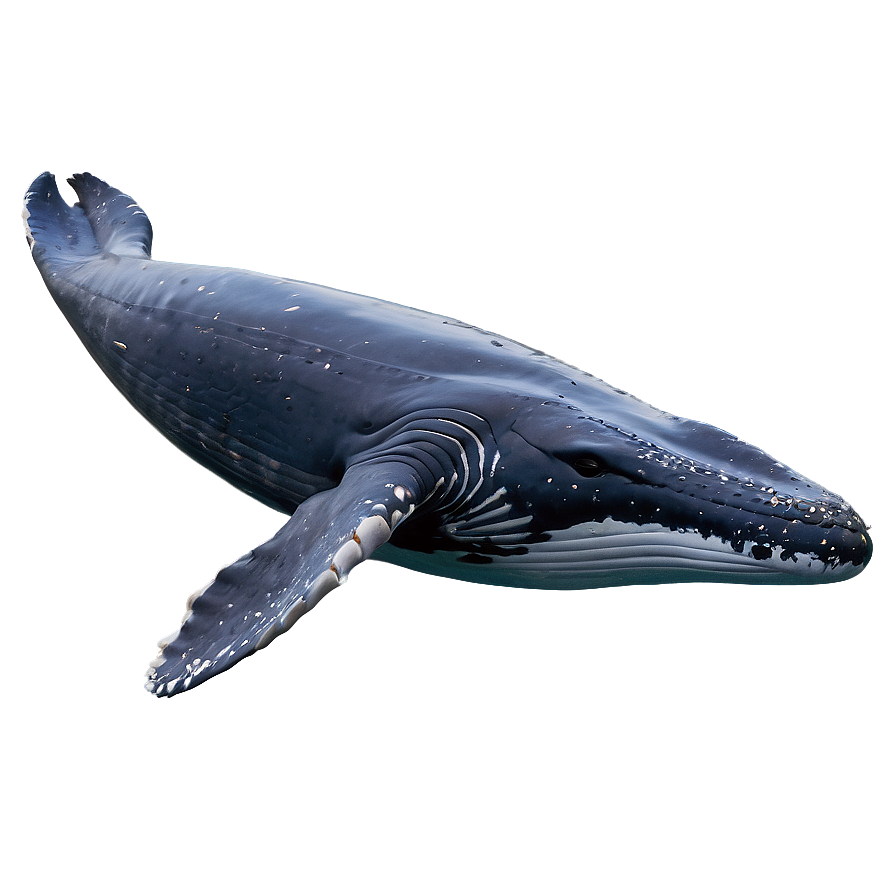 Humpback Whale Gliding Underwater Png 7