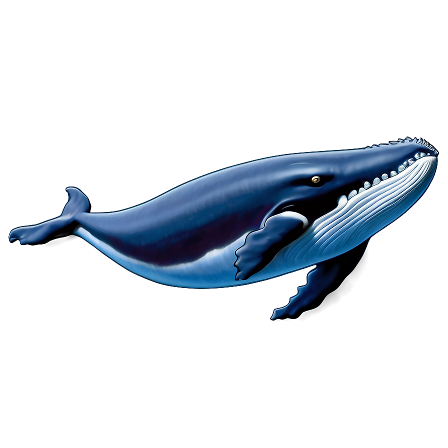 Humpback Whale Identification Guide Png Coe71