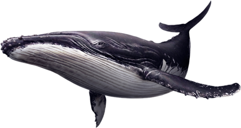 Humpback Whale Illustration