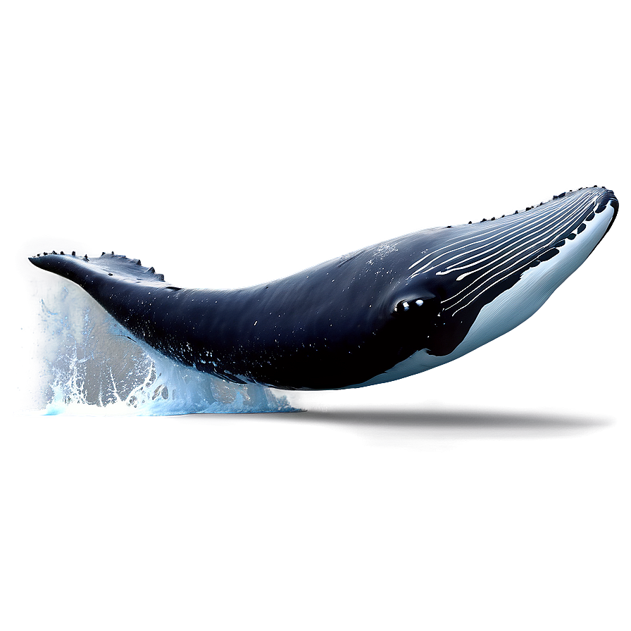 Humpback Whale Jumping Animation Png 06212024