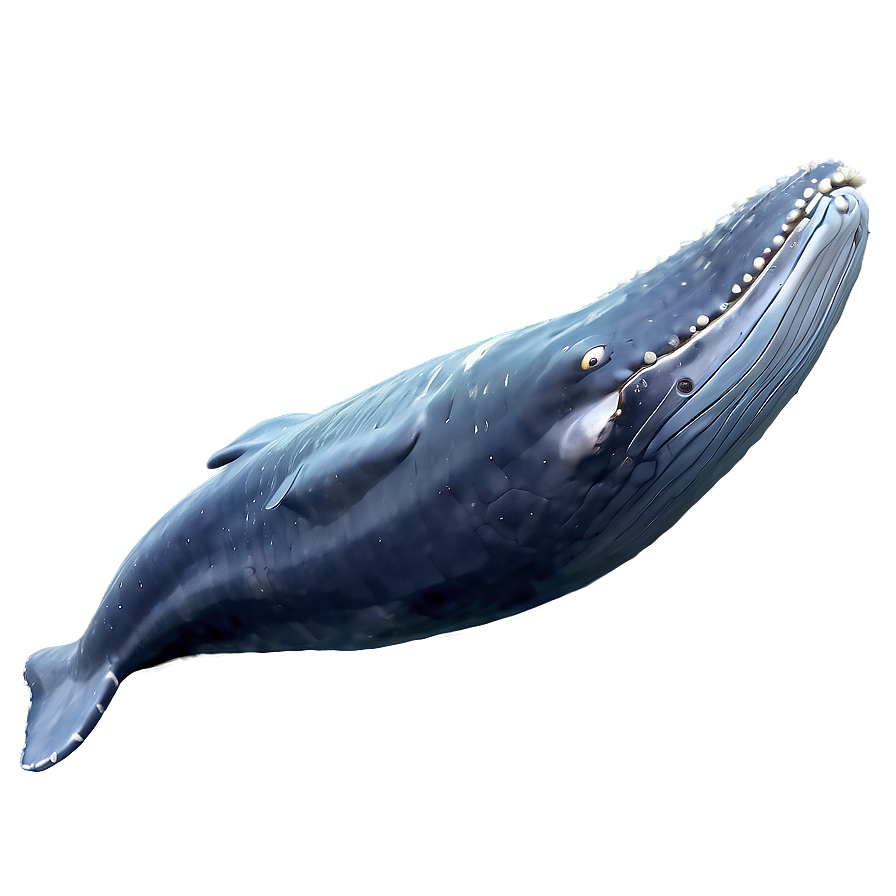 Humpback Whale Mystical Creature Png Yfi