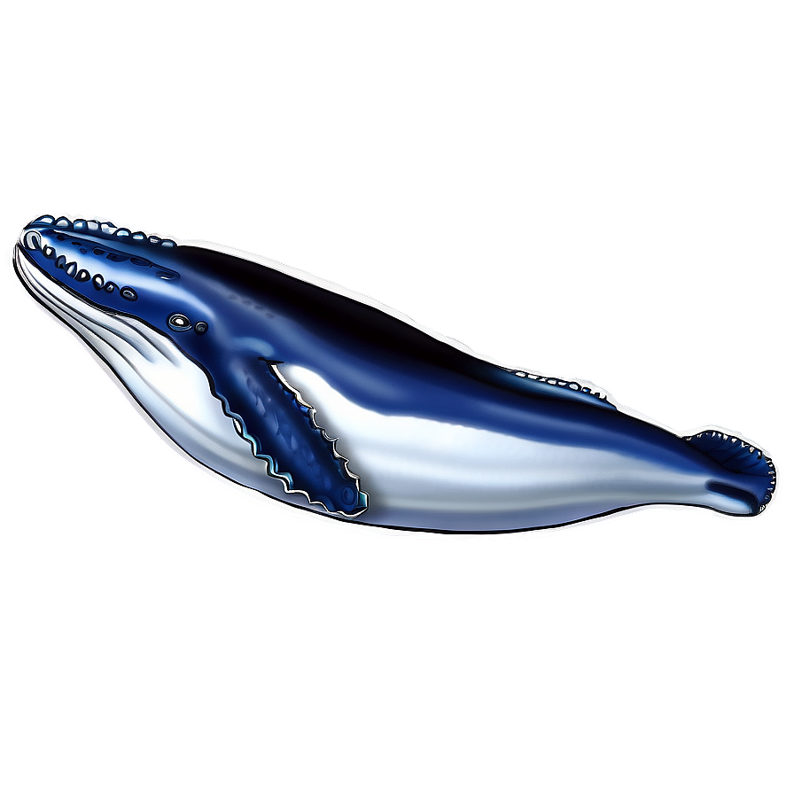 Humpback Whale Scientific Illustration Png Ihr82