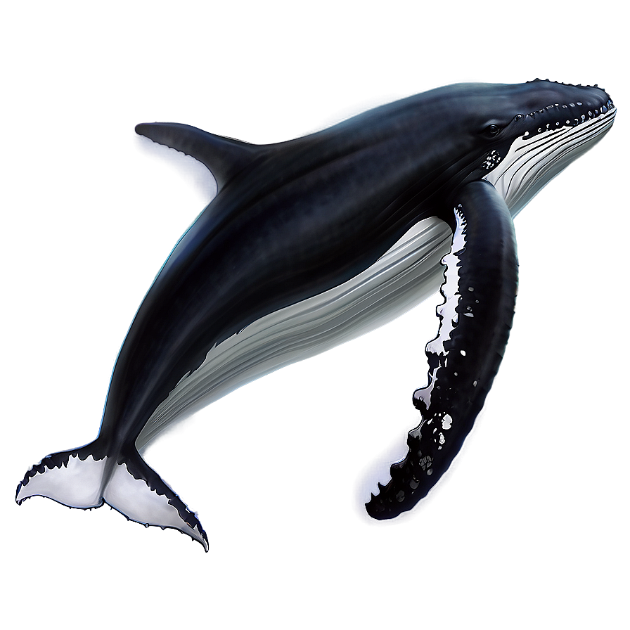 Humpback Whale Scientific Illustration Png Rkm29