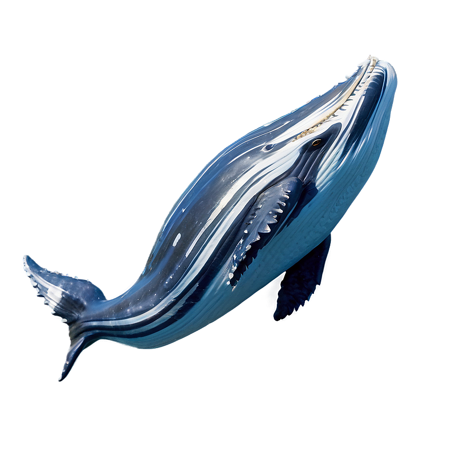 Humpback Whale Song Visualization Png 06212024