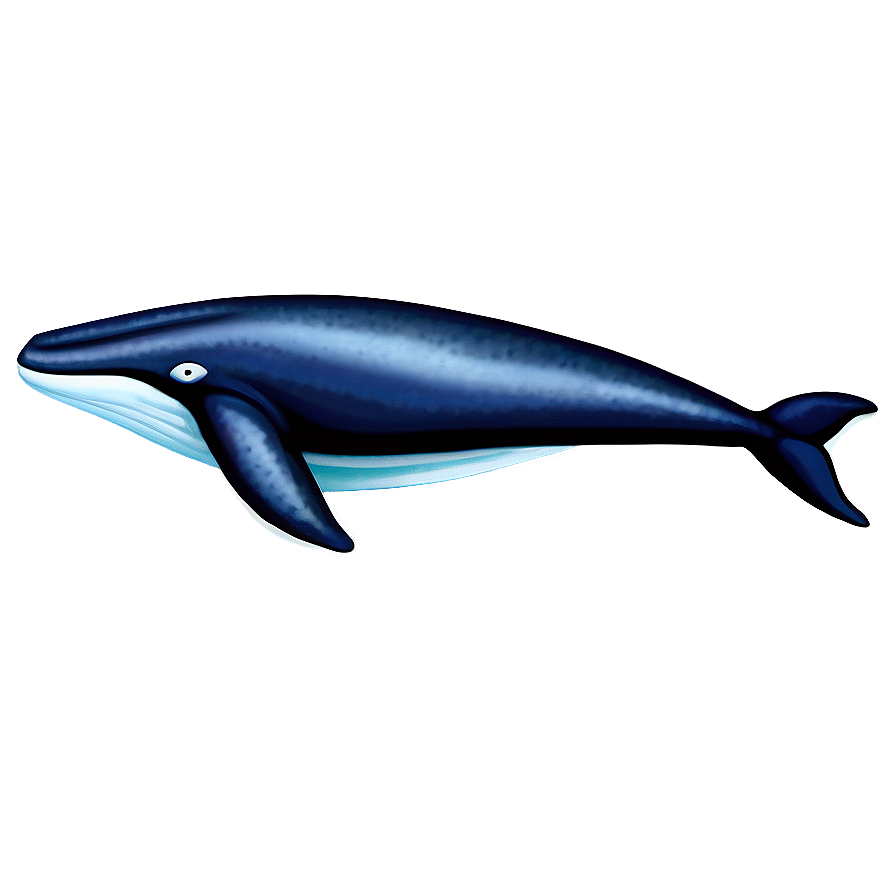 Humpback Whale Spirit Animal Png Efr64