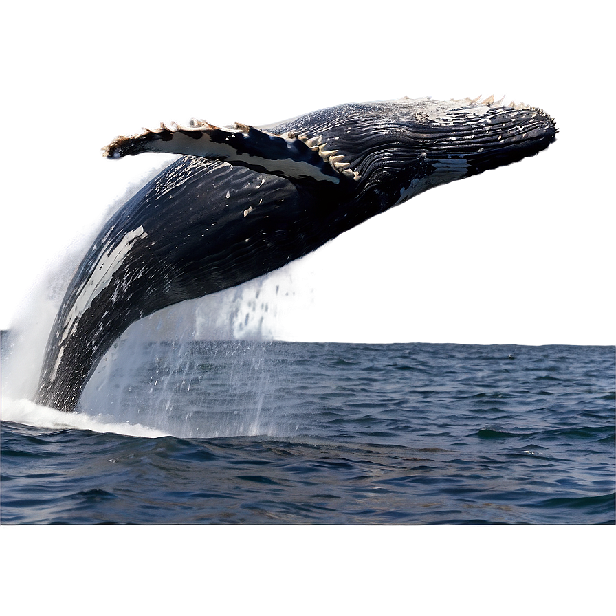 Humpback Whale Surface Breaching Png Xpu61