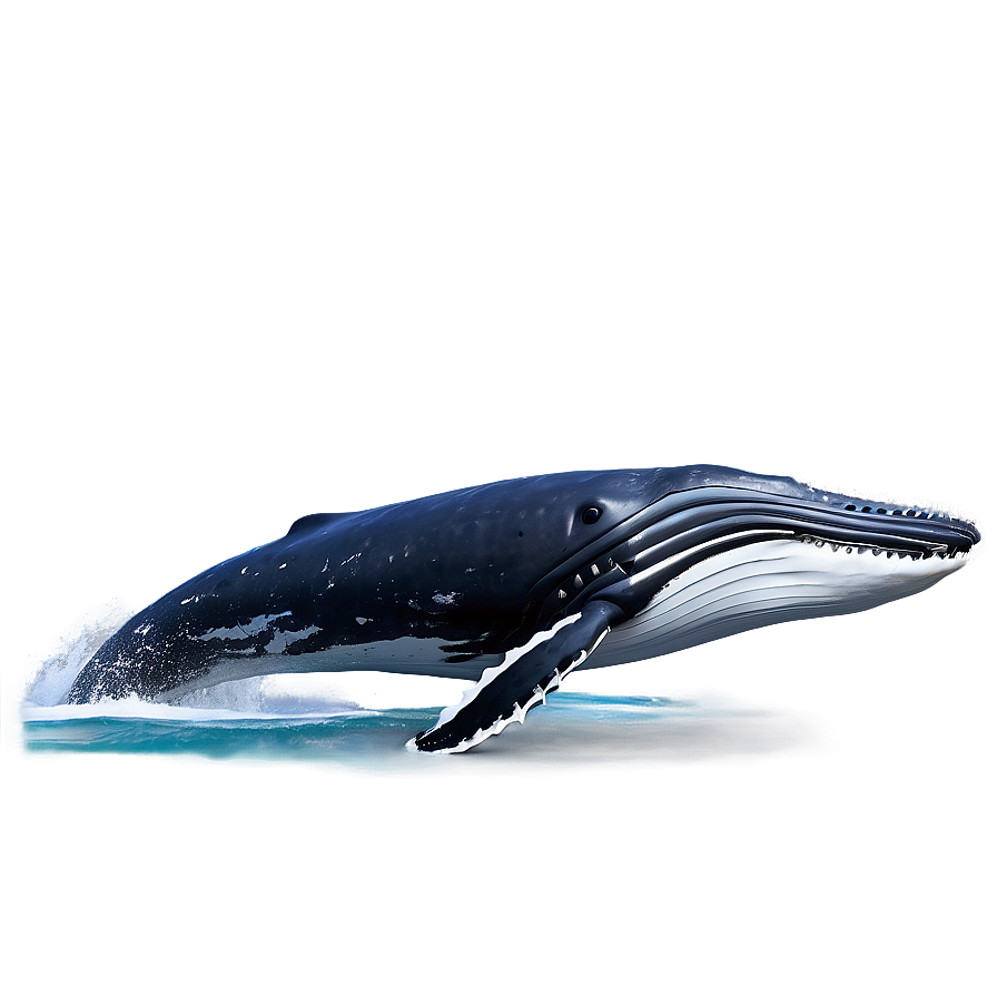 Humpback Whale Vocalization Diagram Png 79