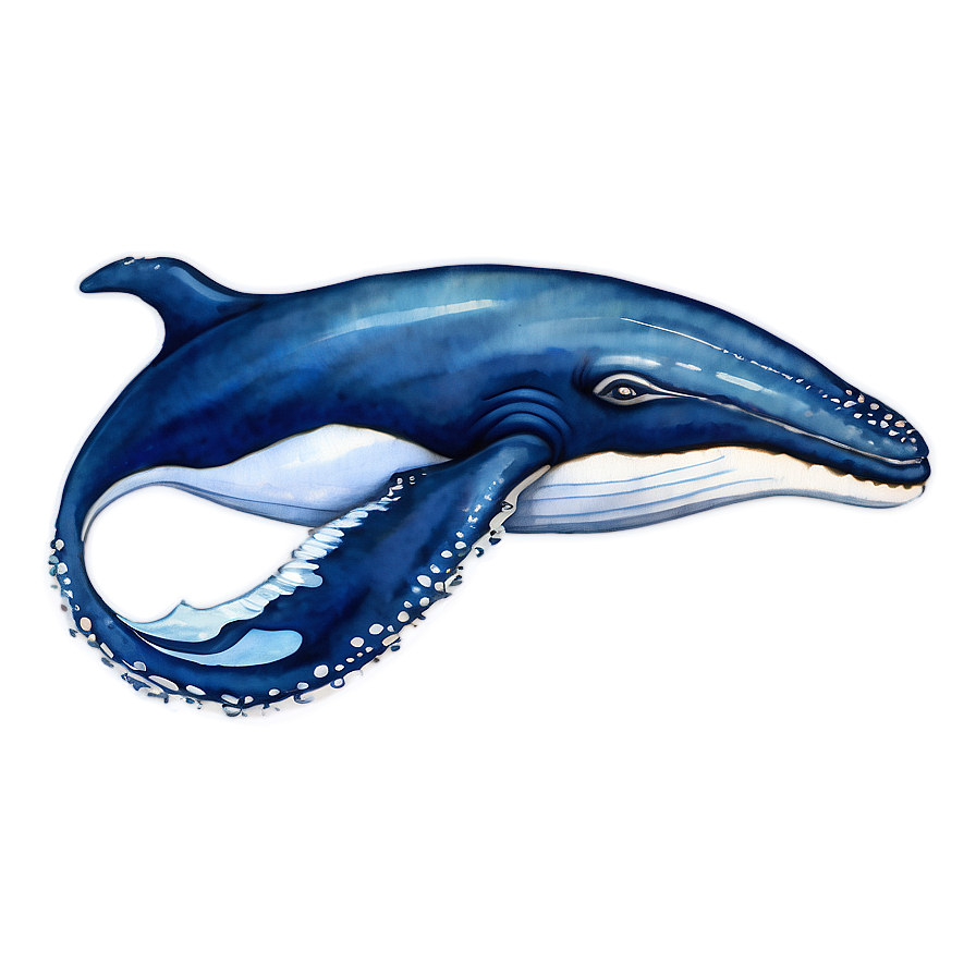 Humpback Whale Watercolor Painting Png 33