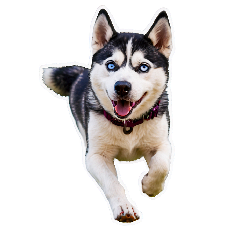 Husky Dog Running Png Kyl