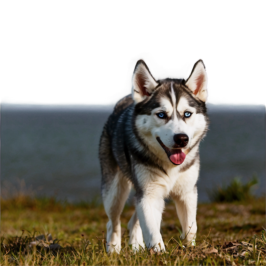 Husky Exploring Nature Png 99