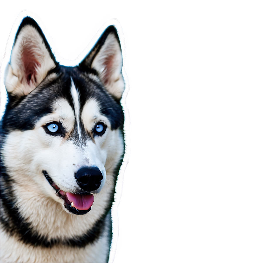 Husky In Winter Wonderland Png 91