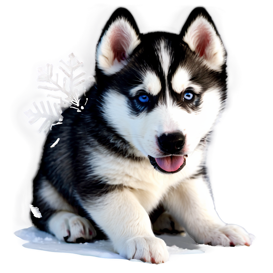 Husky Puppy First Snow Png Tnw59