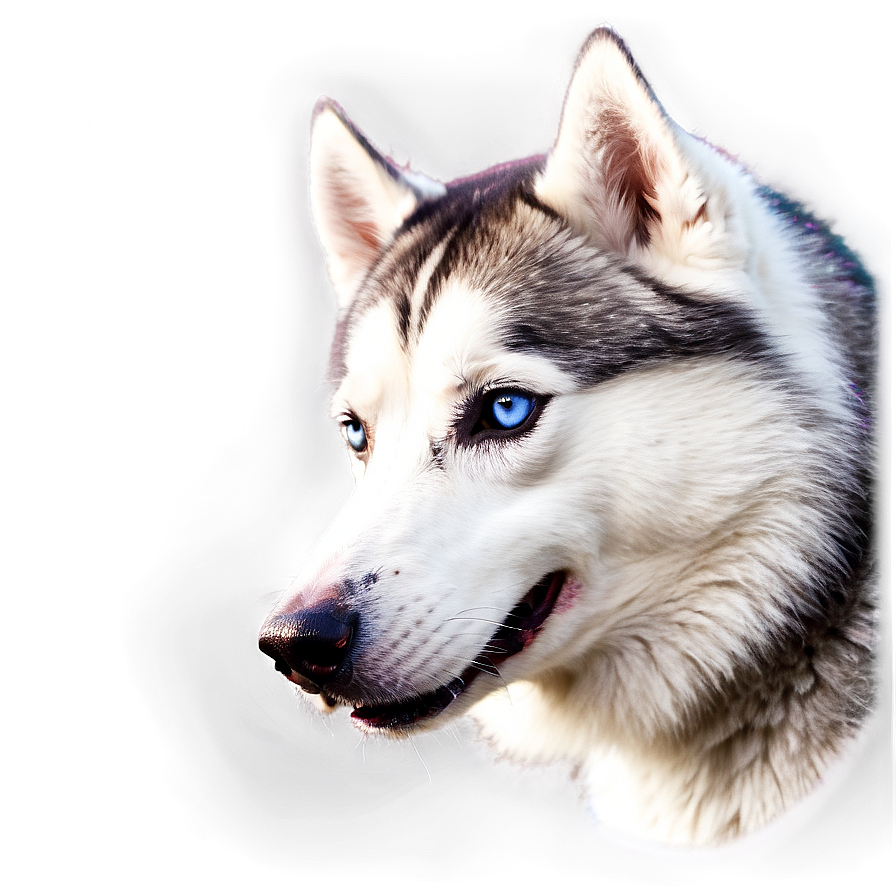 Husky With Vibrant Eyes Png Eev