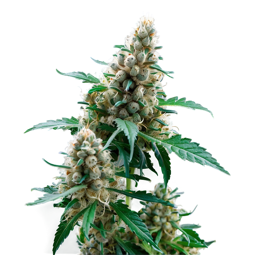 Hybrid Weed Strain Png Niv17