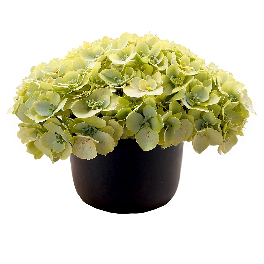 Hydrangea Arrangement Png 05242024