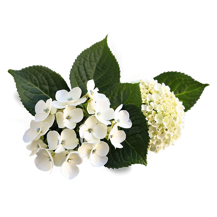 Hydrangea Arrangement Png Kff10