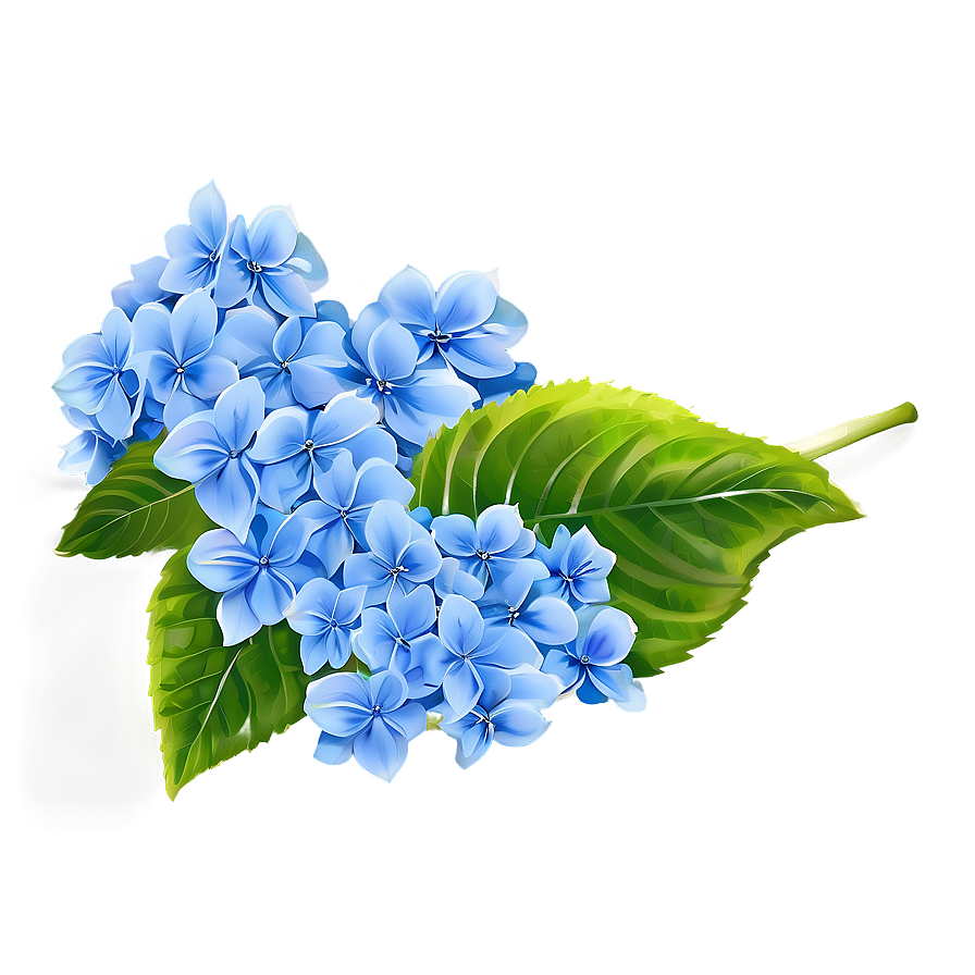 Hydrangea Background Png Uvd31