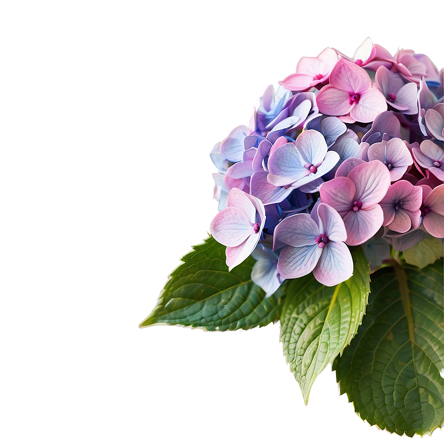 Hydrangea Bloom Png 67