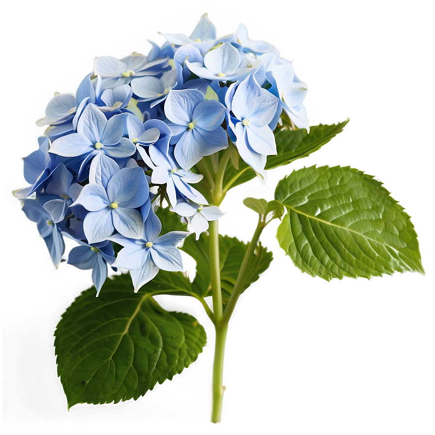 Hydrangea Bloom Png Med97