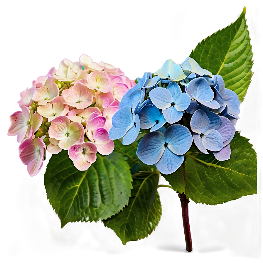 Hydrangea Blossom Png 69