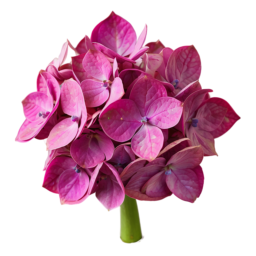 Hydrangea Close-up Png 8