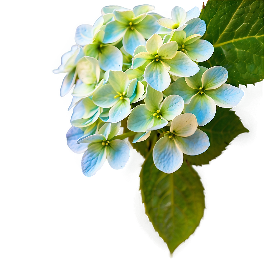 Hydrangea Close-up Png Kop