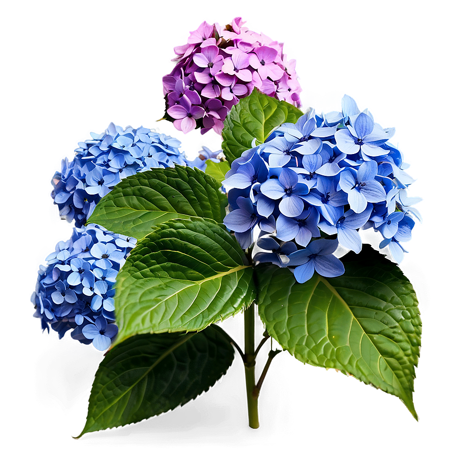 Hydrangea Flower Bush Png 06122024